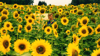 Anton painting in a field of sunflowers