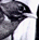 the black bird