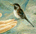 bird in Adam's hand