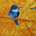 curious bird
