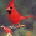 cardinal