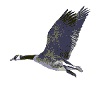 a goose, fellow aviator