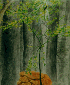 a detail of the forest