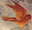 the fresco bird