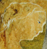 portrait of the muse