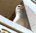 dove in window